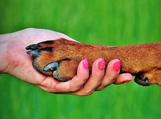 Consejos y cuidados para los últimos días de nuestras mascotas