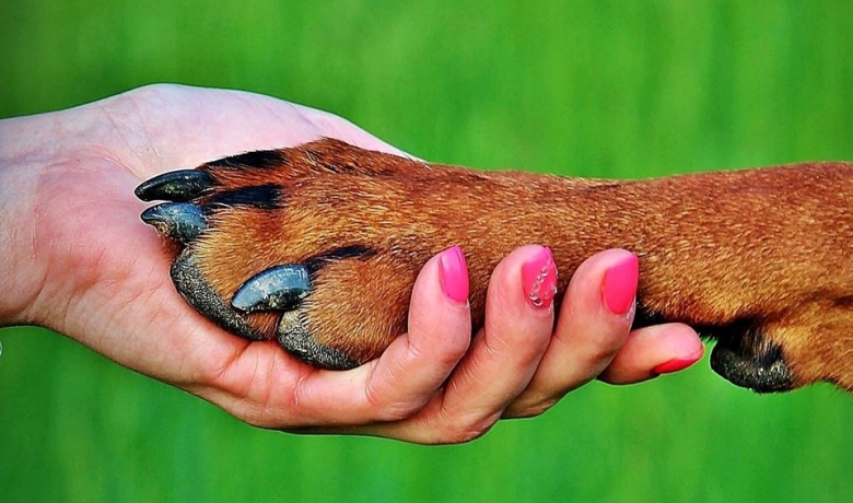 Consejos y cuidados para los últimos días de nuestras mascotas